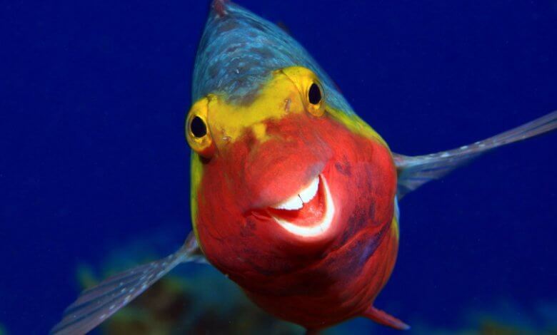 Foto via www.comedywildlifephoto.com