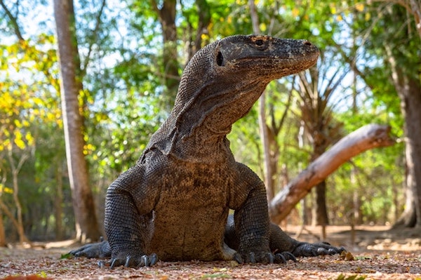 Benarkah akan dibangun Jurassic Park di Pulau Rinca yang akan mengganggu Komodo? (Photo by Dimitri Dim from Pexels)