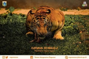 Ragunan Resmi Dibuka, Warga Luar DKI Bisa Berwisata di Sini!