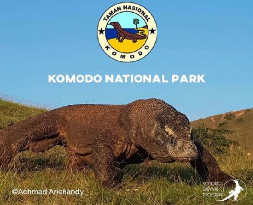 Tiket Taman Nasional Komodo Jadi 3 Jutaan, Gimana Ceritanya?